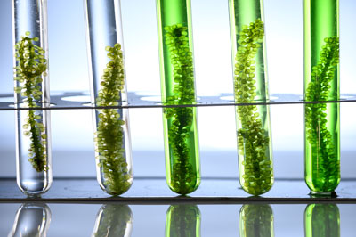 Algenöl gezüchtet an Land in Salzwasser-Bioreaktoren