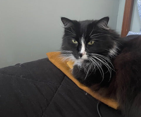 Calliope is a long-haired black and white cat sitting on top of the Mending Migration mailbag at Lara's home in Chelmsford (Lara's Mending Migration stop was our first blog feature)