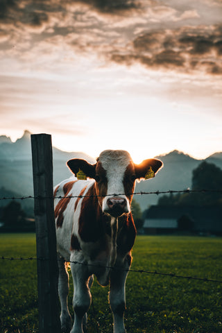 barbed wire fence cow landscape on the farm