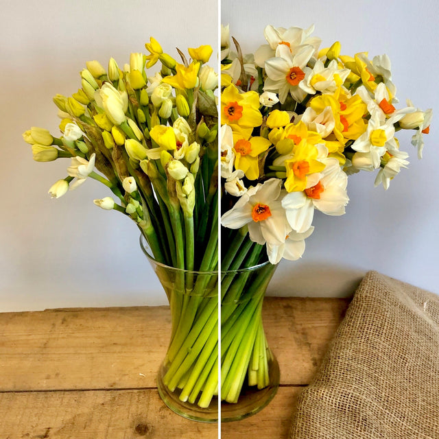 Scented Narcissi Spring Flowers