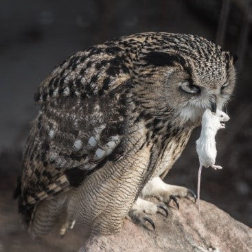 How Do Owls Hunt? | Owl Hunting Facts and Information