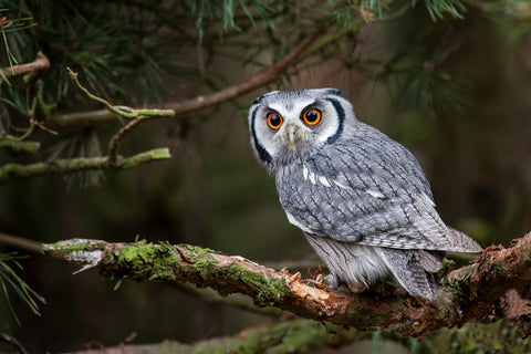 What Is An Owl Pellet? (The Astonishing Regurgitation)