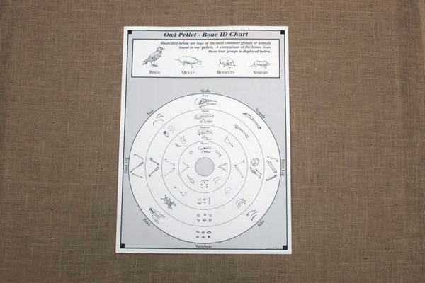 Owl Pellet Dissection Bone Chart | Animal Bone Identification