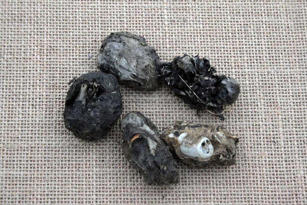 Purchase owl pellets