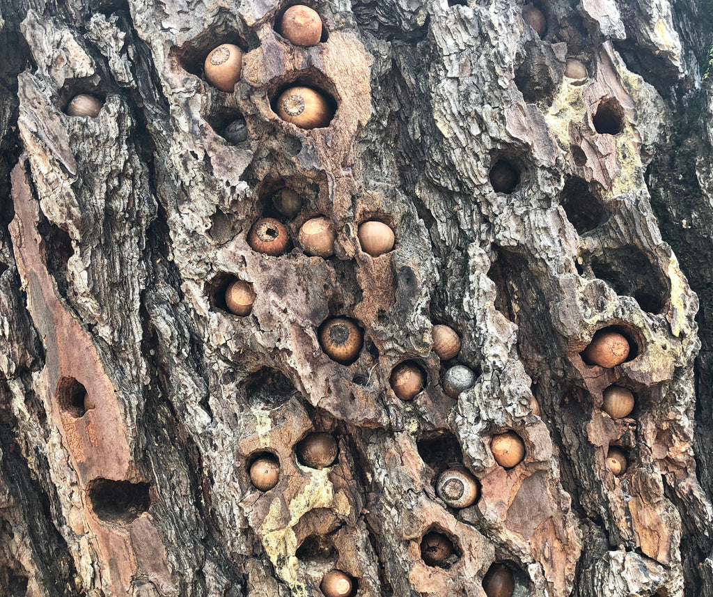 Acorns Imbedded in Tree Trunk
