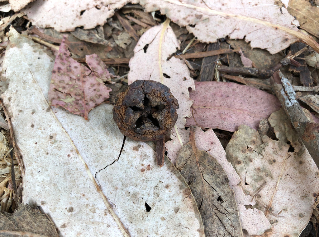 Eucalyptus Button on Trail