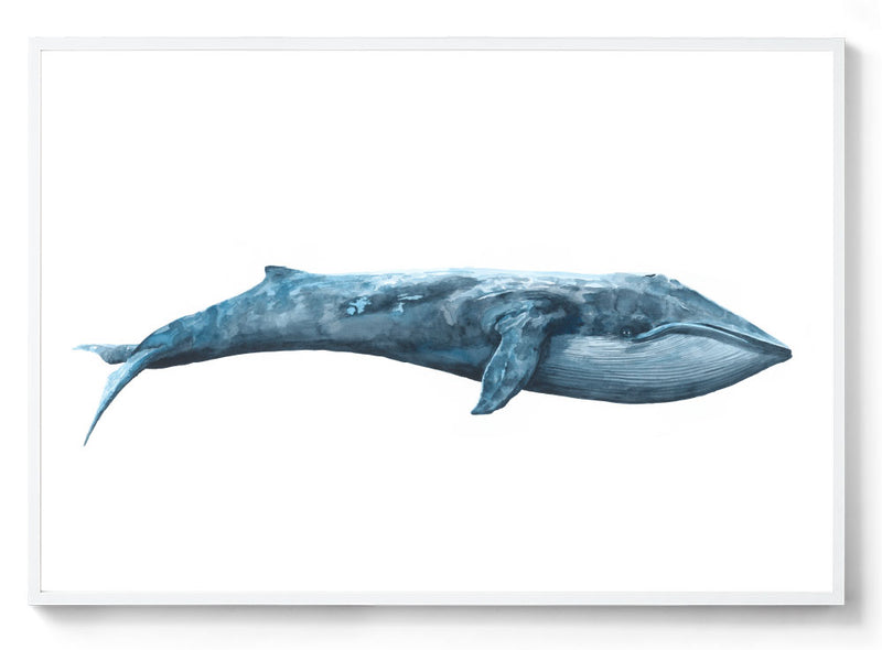 largest blue whale
