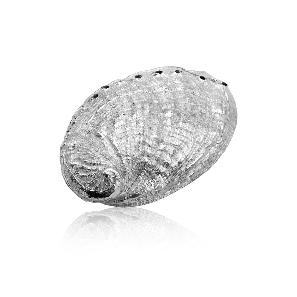 Silver Ormer Shell