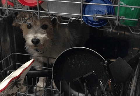 dog in dishwasher