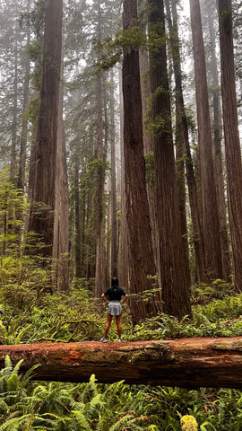 Standing on a fallen tree in Redwood National Park