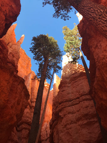 Douglas Fir grows out of rocks in Bryce Canyon