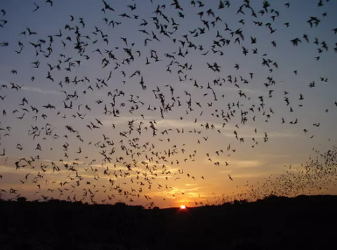 bats exiting Carlsbad Caverns