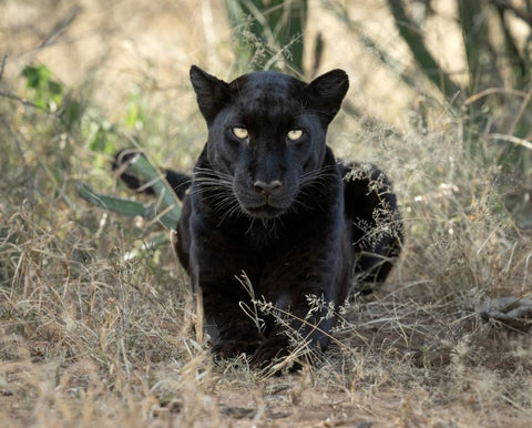 Black Leopard, Kenya by Richard Barrett
