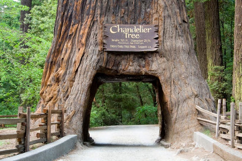 Chandelier Drive Thru Tree