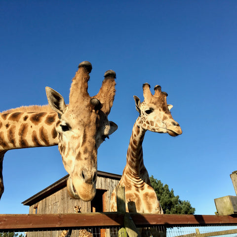 Giraffes