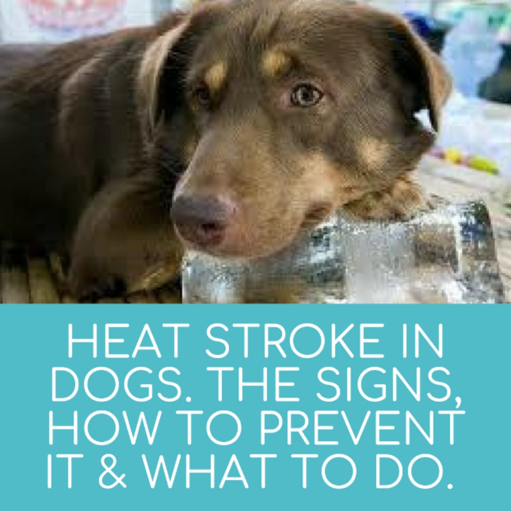 heat-stroke-in-dogs-what-are-the-signs-how-to-prevent-it-and-what-to