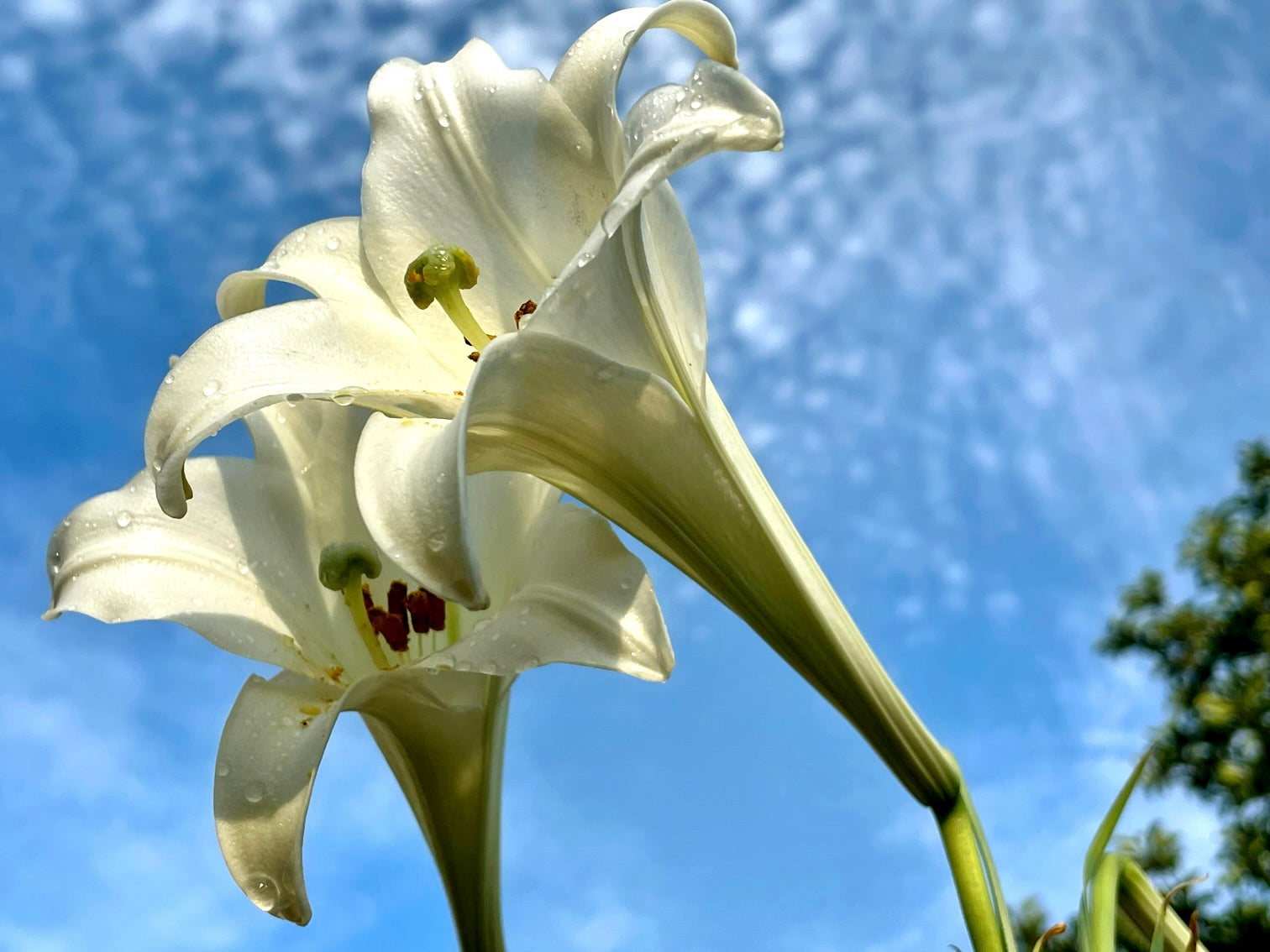 ユリの花言葉】怖い意味もある？贈り物に避けるべき色とは？