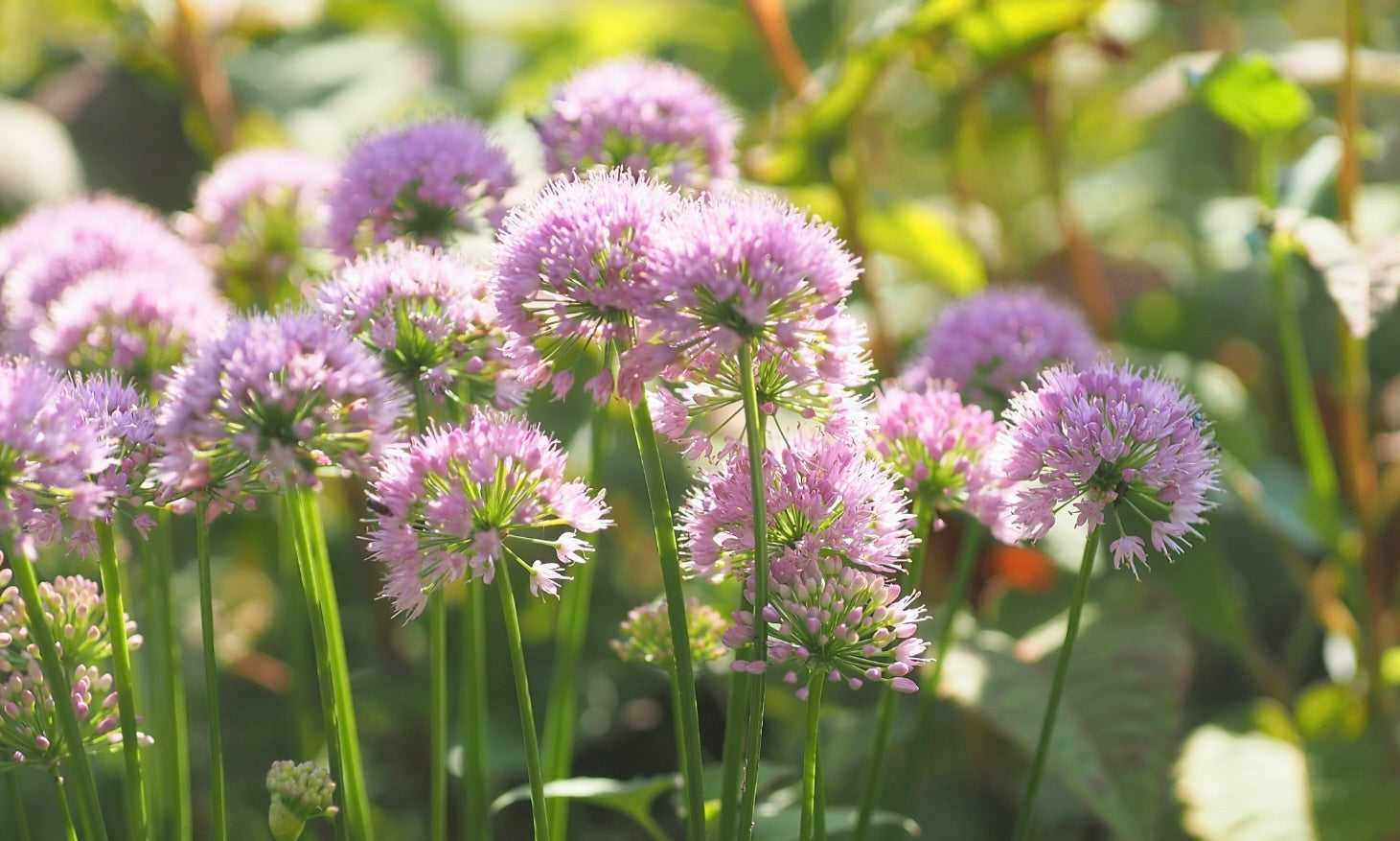 9 ＊暑さ寒さに強い宿根草アリウム（ミレニアム） - 植物/観葉植物