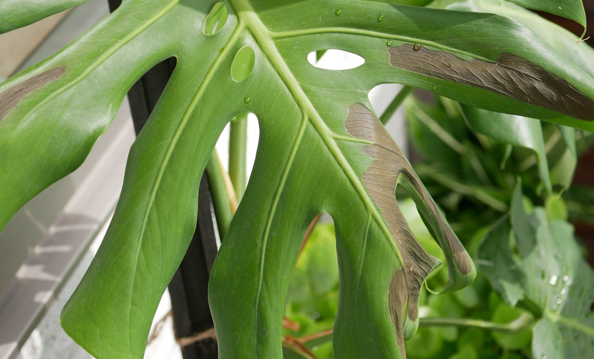 観葉植物が枯れる原因と復活させる方法！しおれた葉っぱはどうする？