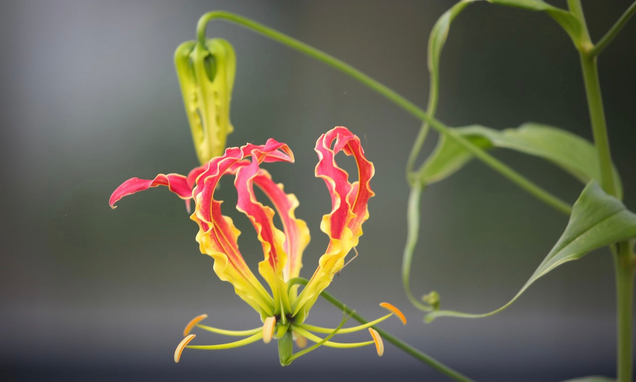 【グロリオサの花言葉】由来や特徴は？プレゼントにおすすめの