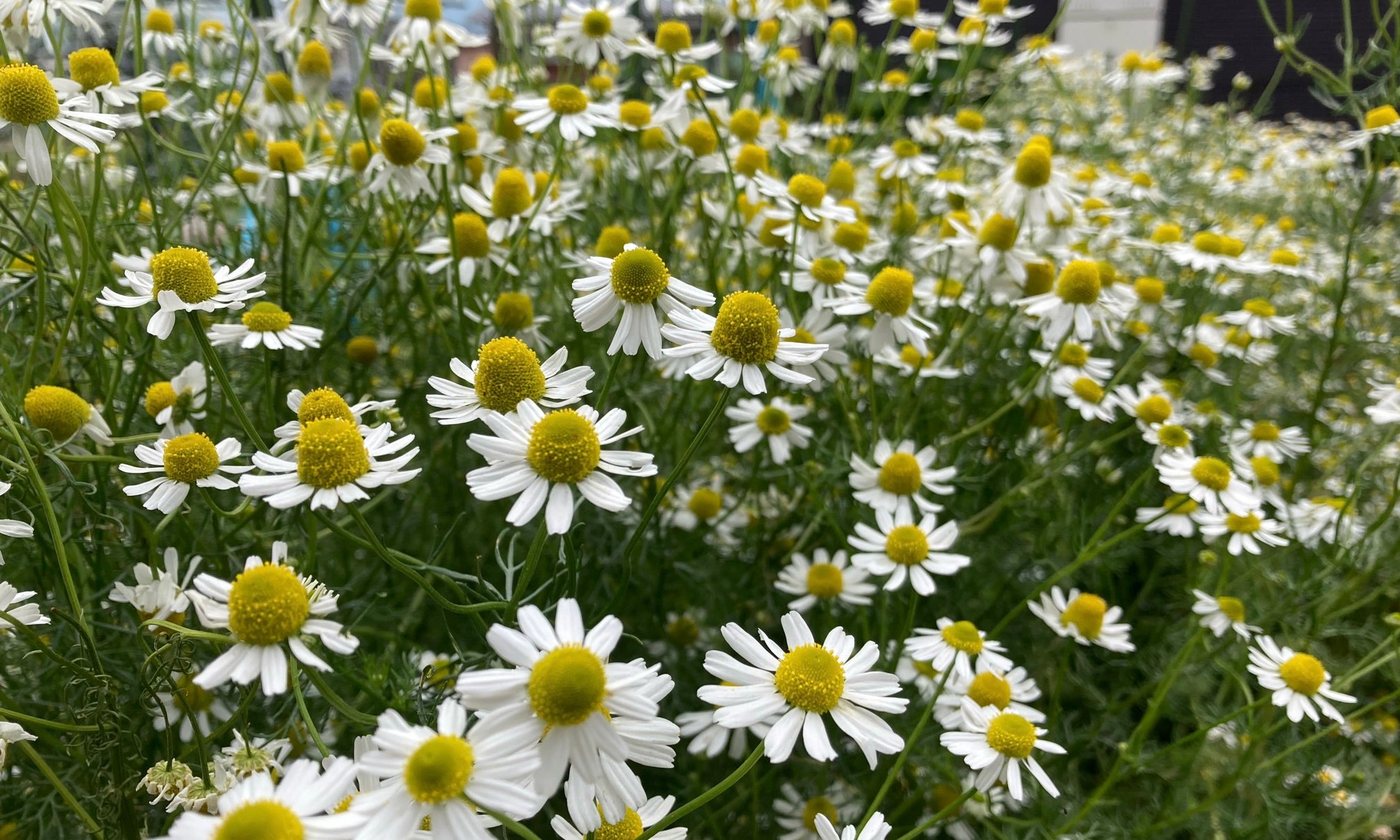 【カモミールの育て方】種まき時期や開花時期は？地植えの注意点