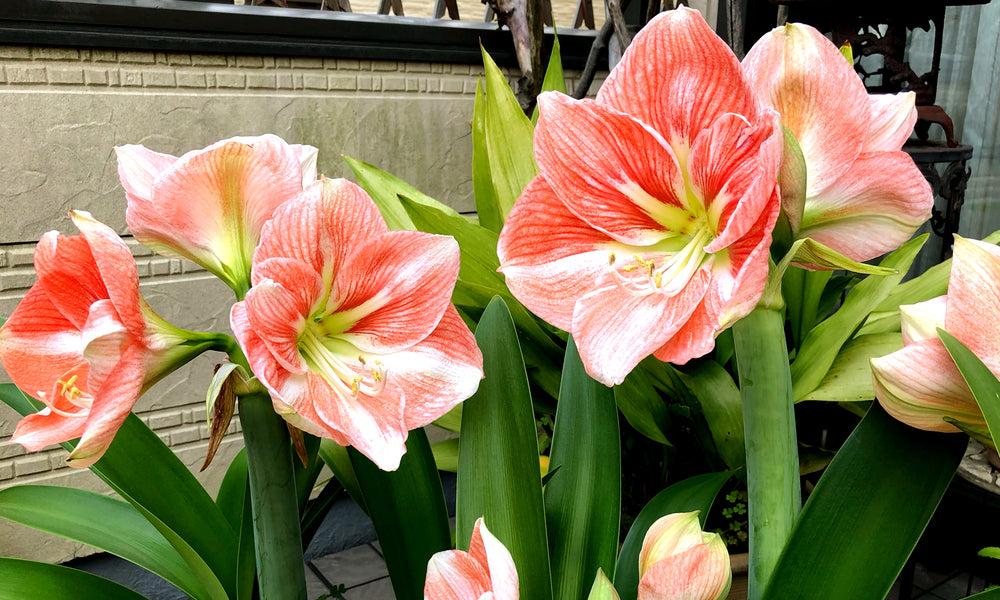 アマリリスの育て方】花が終わったら？球根は植えっぱなしでもOK？