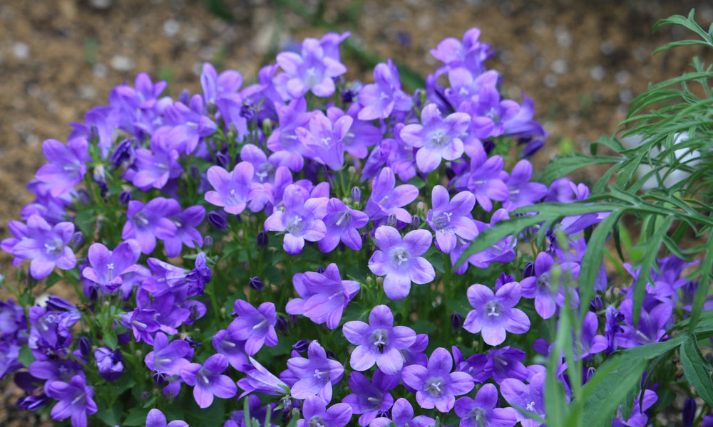 ベルフラワーの花言葉】由来や特徴、プレゼントにおすすめのシーンは？