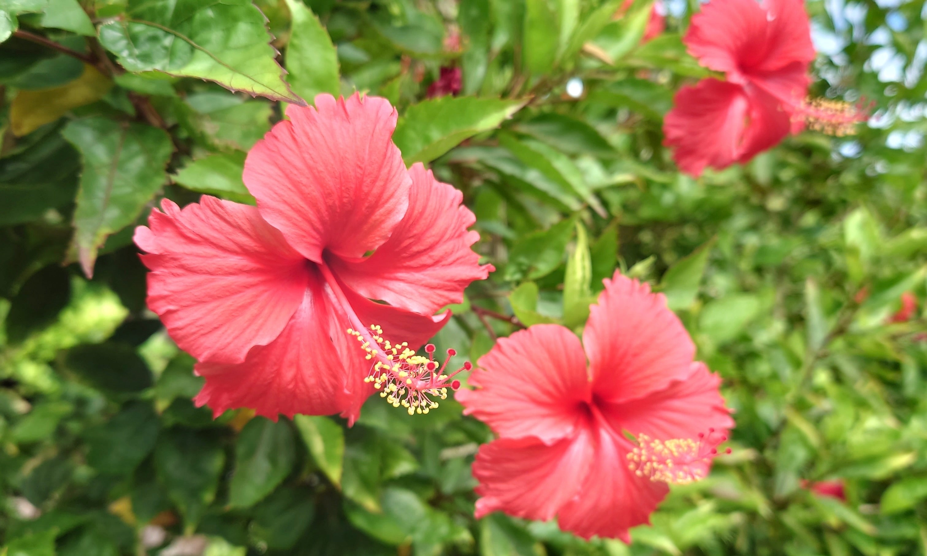 希少 沖縄 極小ハイビスカスの種、苗木、挿木苗 - 植物/観葉植物