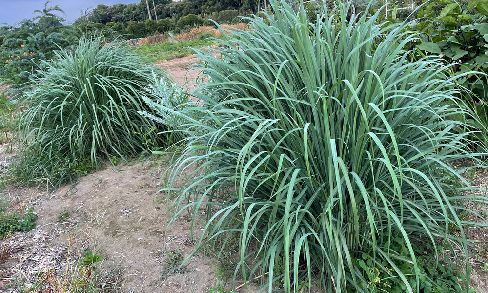 【レモングラスの育て方】虫除けになる？植えてはいけないって本当？