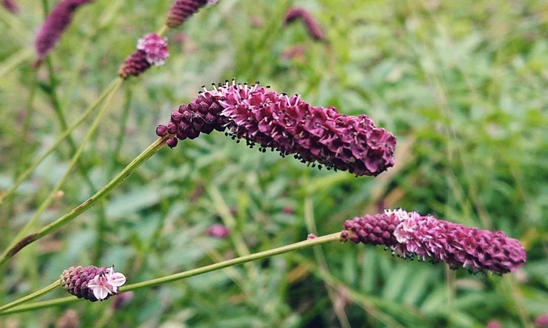 ワレモコウの花言葉】意味や特徴は？プレゼントにおすすめのシーンは？