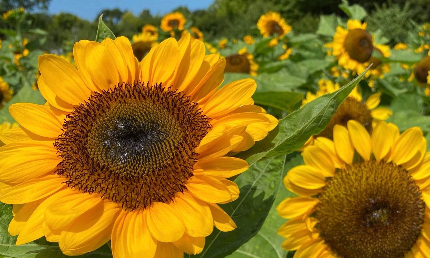 ひまわりを庭に植えてはいけない」は嘘？なぜそういわれるの？