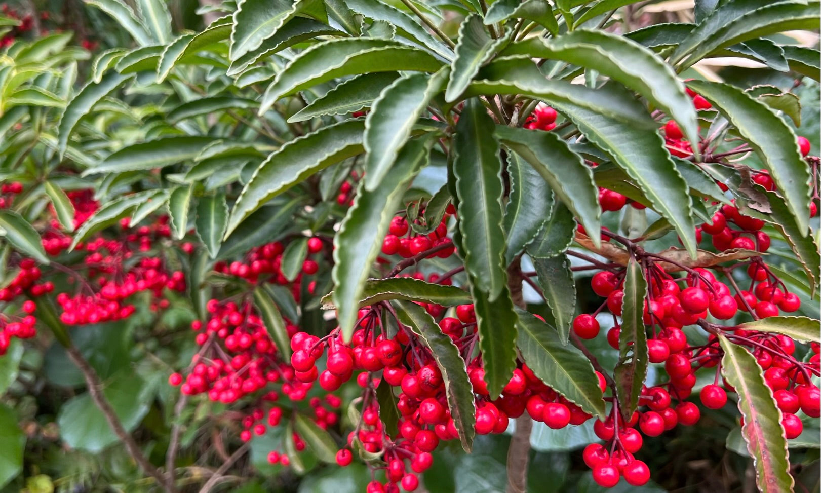 万両の育て方】増やし方や植え替えの方法などを解説