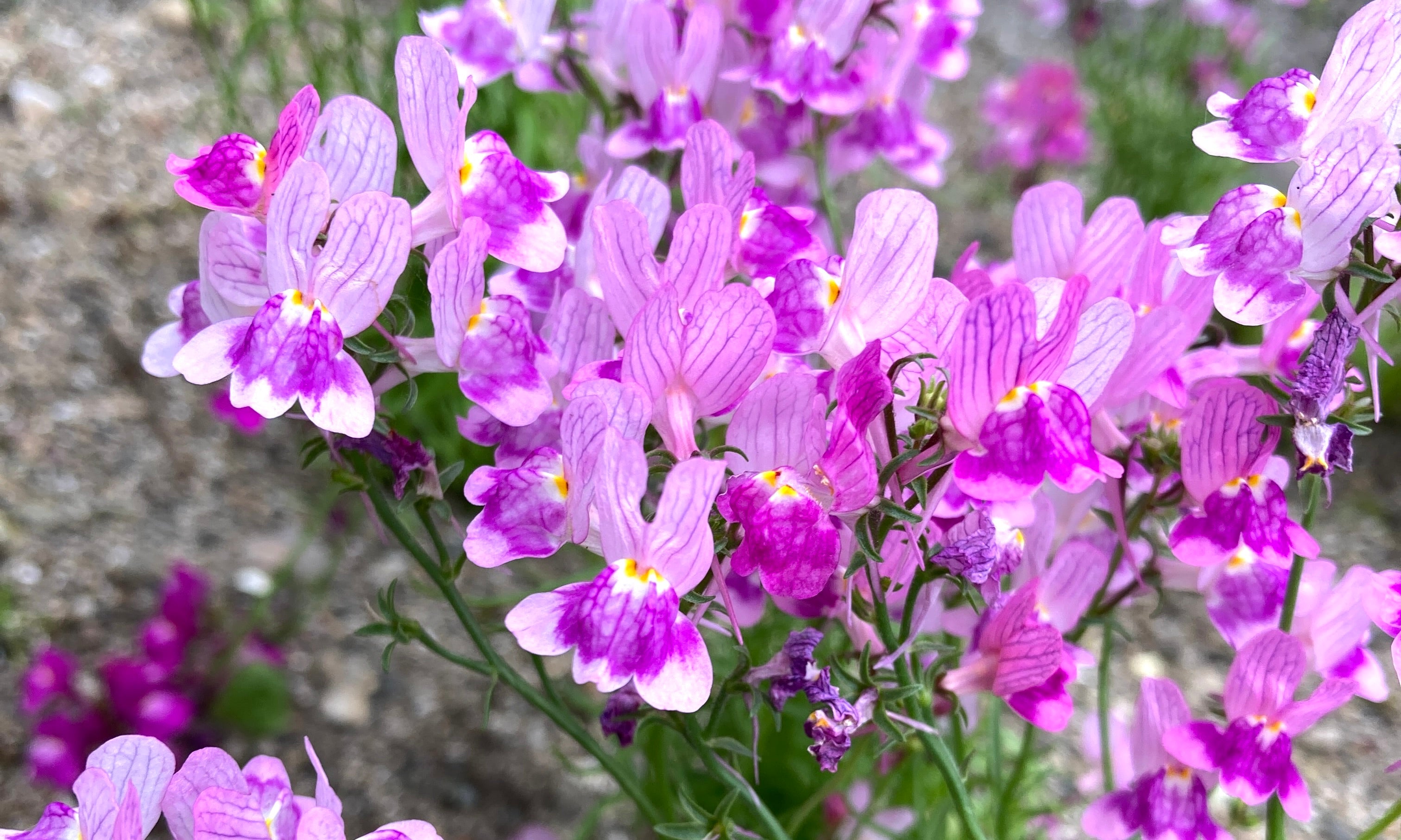 リナリアの育て方】種まきや植え付けの時期などを紹介