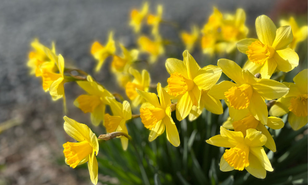 水仙の花言葉】色や種類別に怖い意味もある？花の季節はいつ？