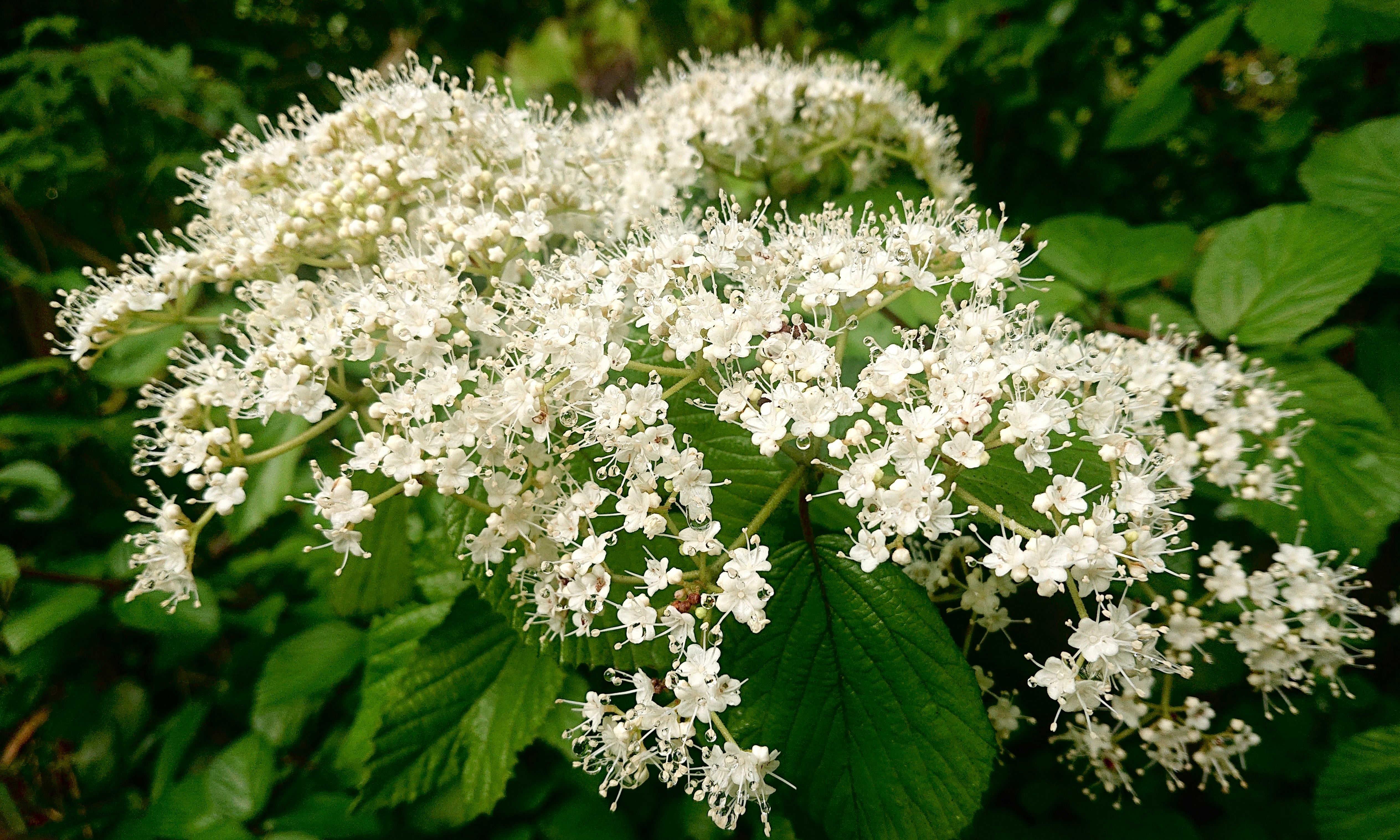 【ガマズミの花言葉】怖い意味はある？プレゼントに贈るときの