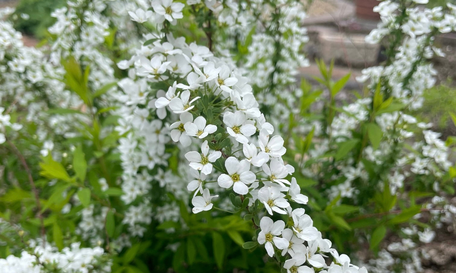 【ユキヤナギの育て方】植え付けや剪定の方法を紹介