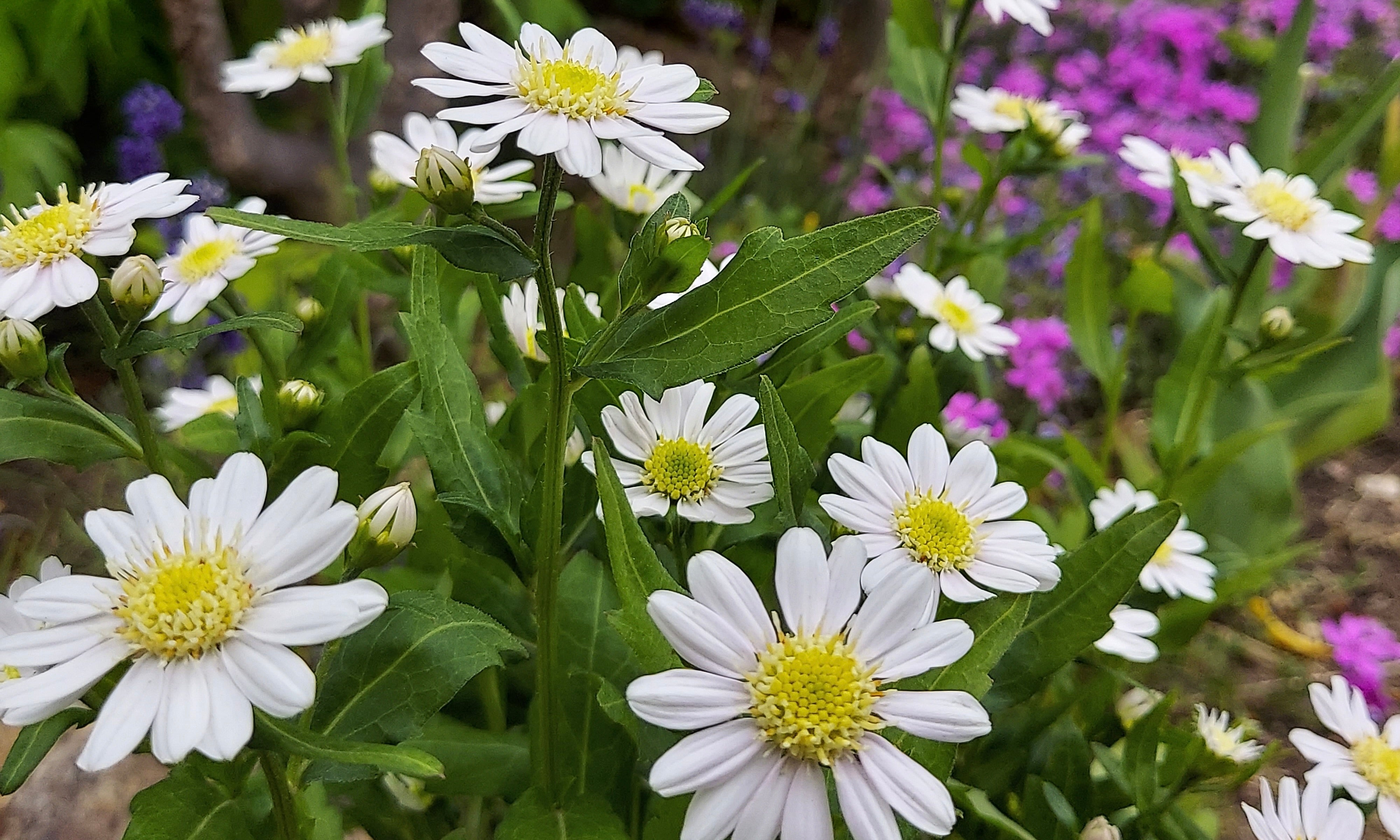 【ミヤコワスレの花言葉】由来や特徴は？怖い意味はある？