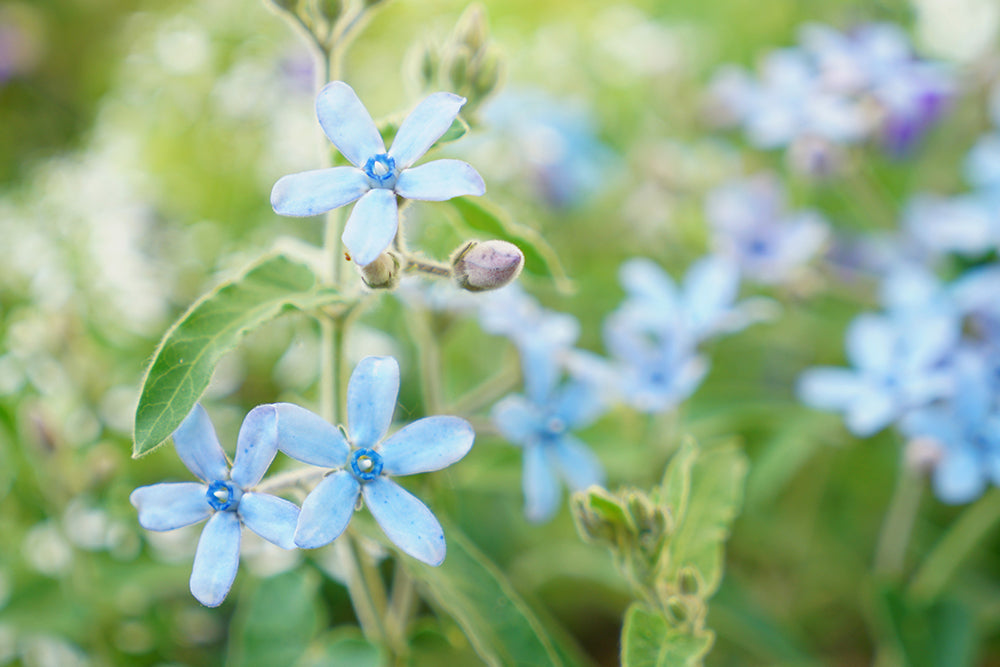 ブルースターの花言葉】怖い意味がある？青色と白色の意味の違いは？