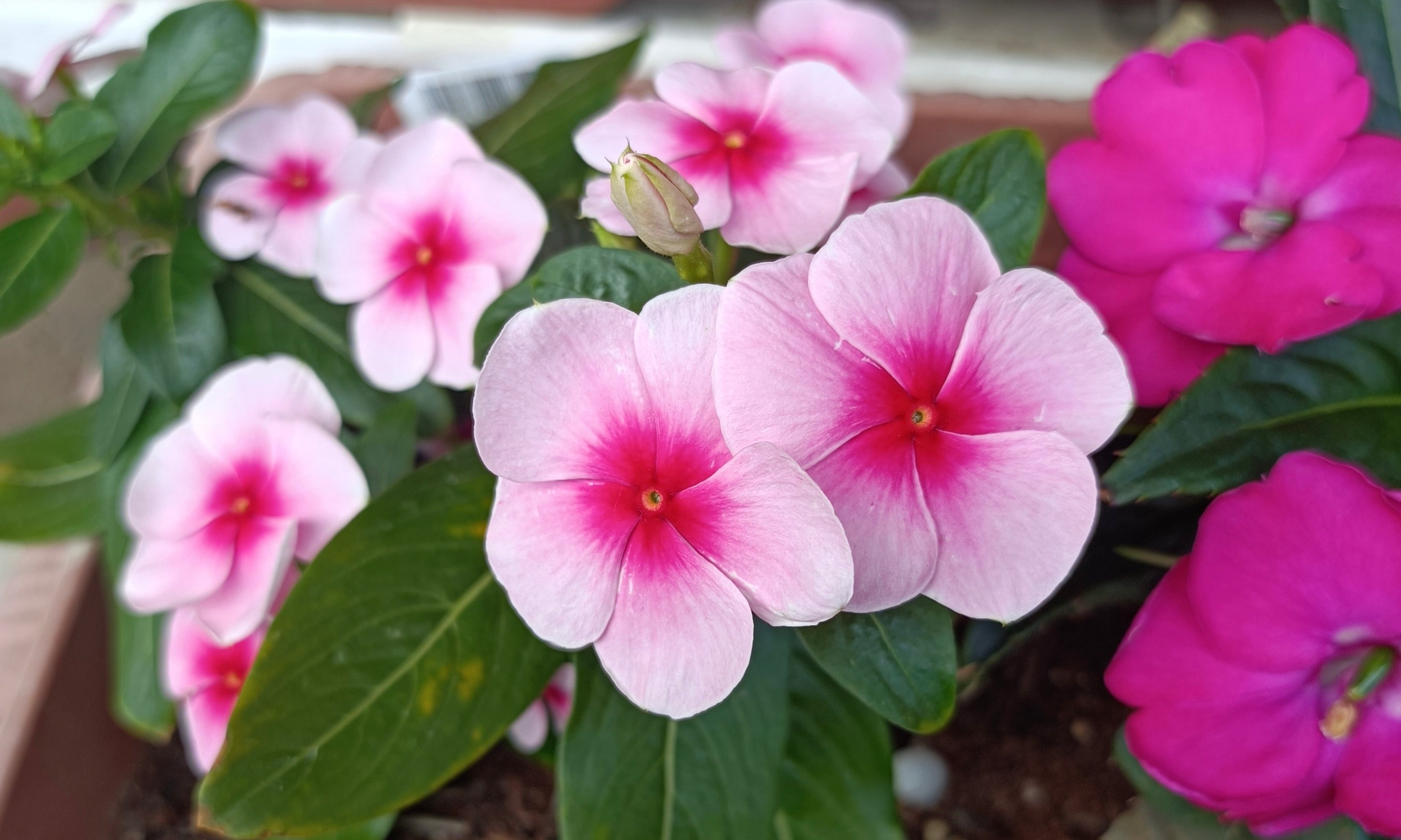 日々草の花言葉】意味や特徴は？プレゼントにおすすめのシーンは？