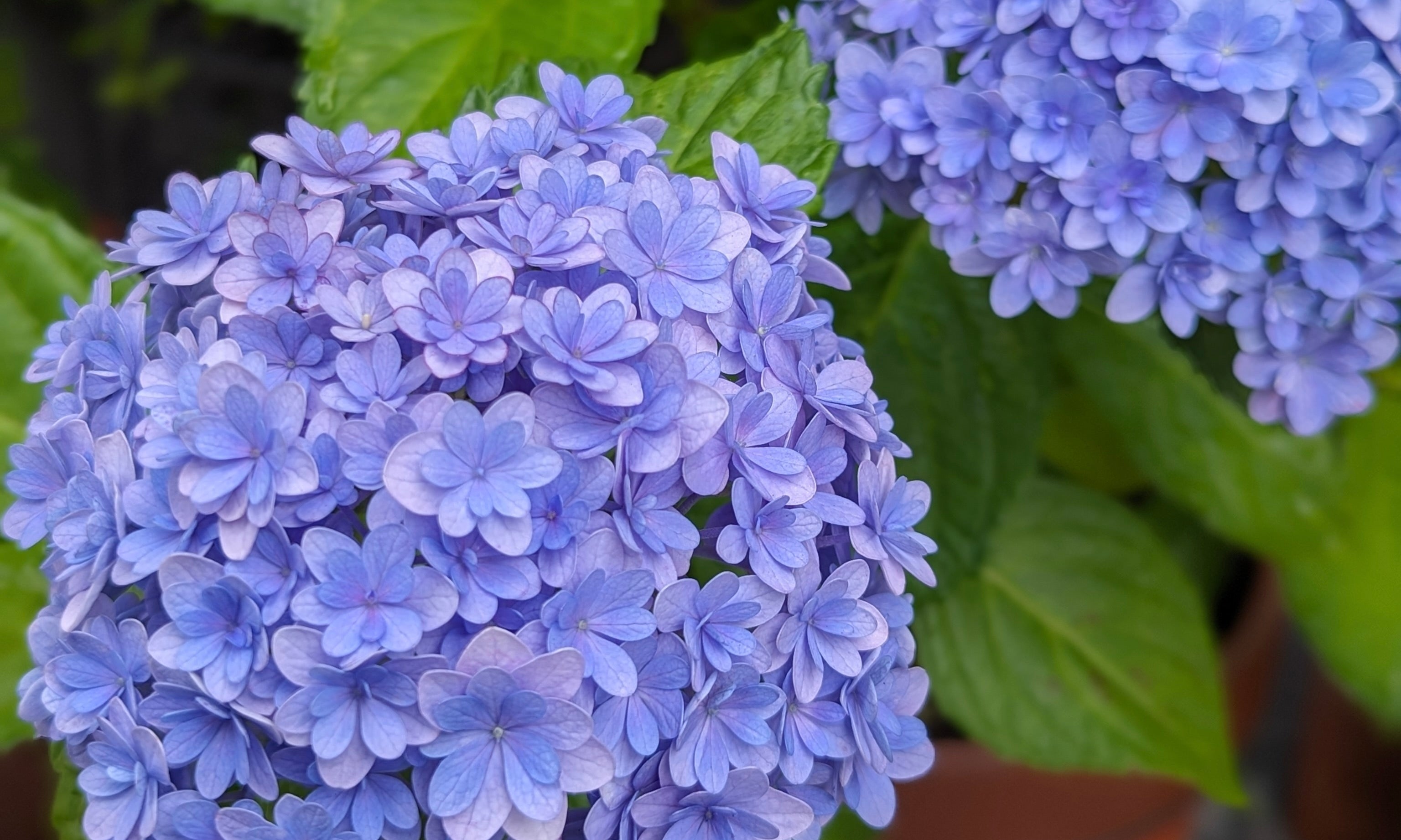 6月の花といえば？6月に咲く花の名前と花言葉一覧