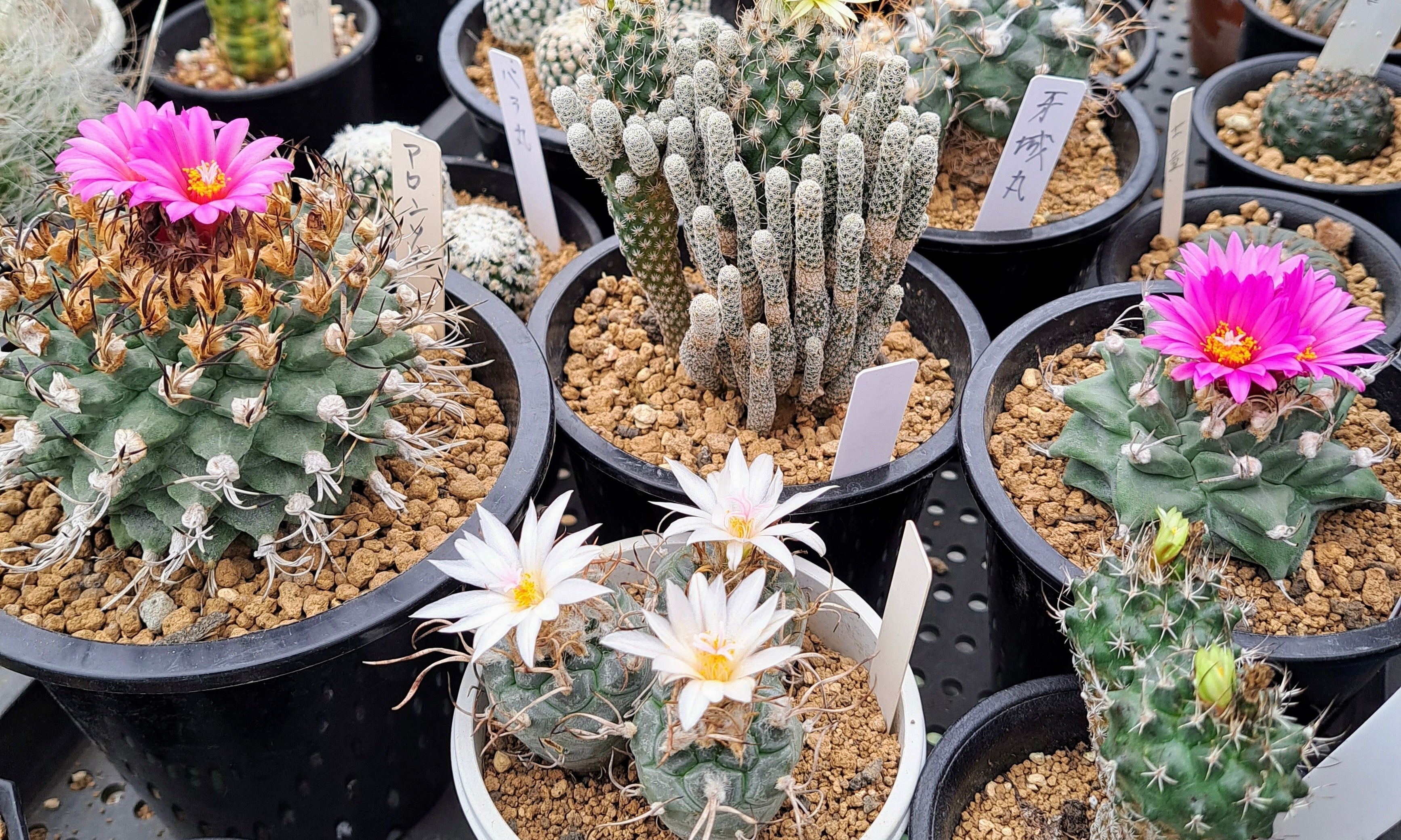 サボテン多肉植物 花サボテン ① - 観葉植物