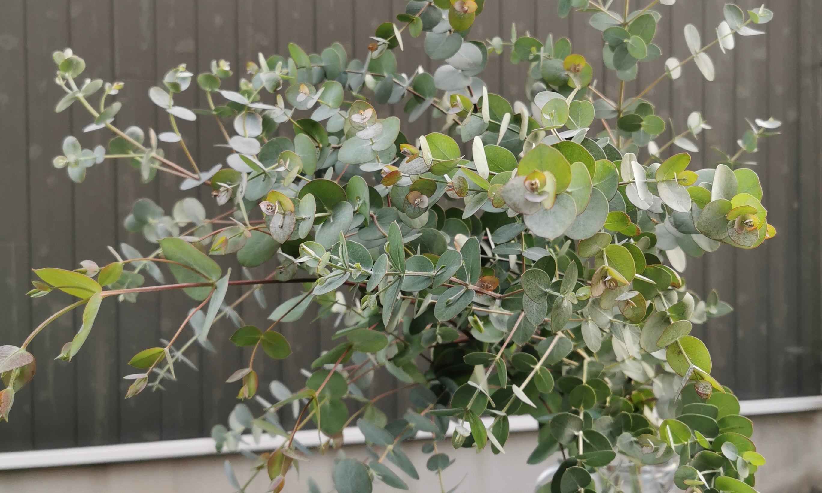 【ユーカリの育て方】剪定や植え付けの方法を紹介