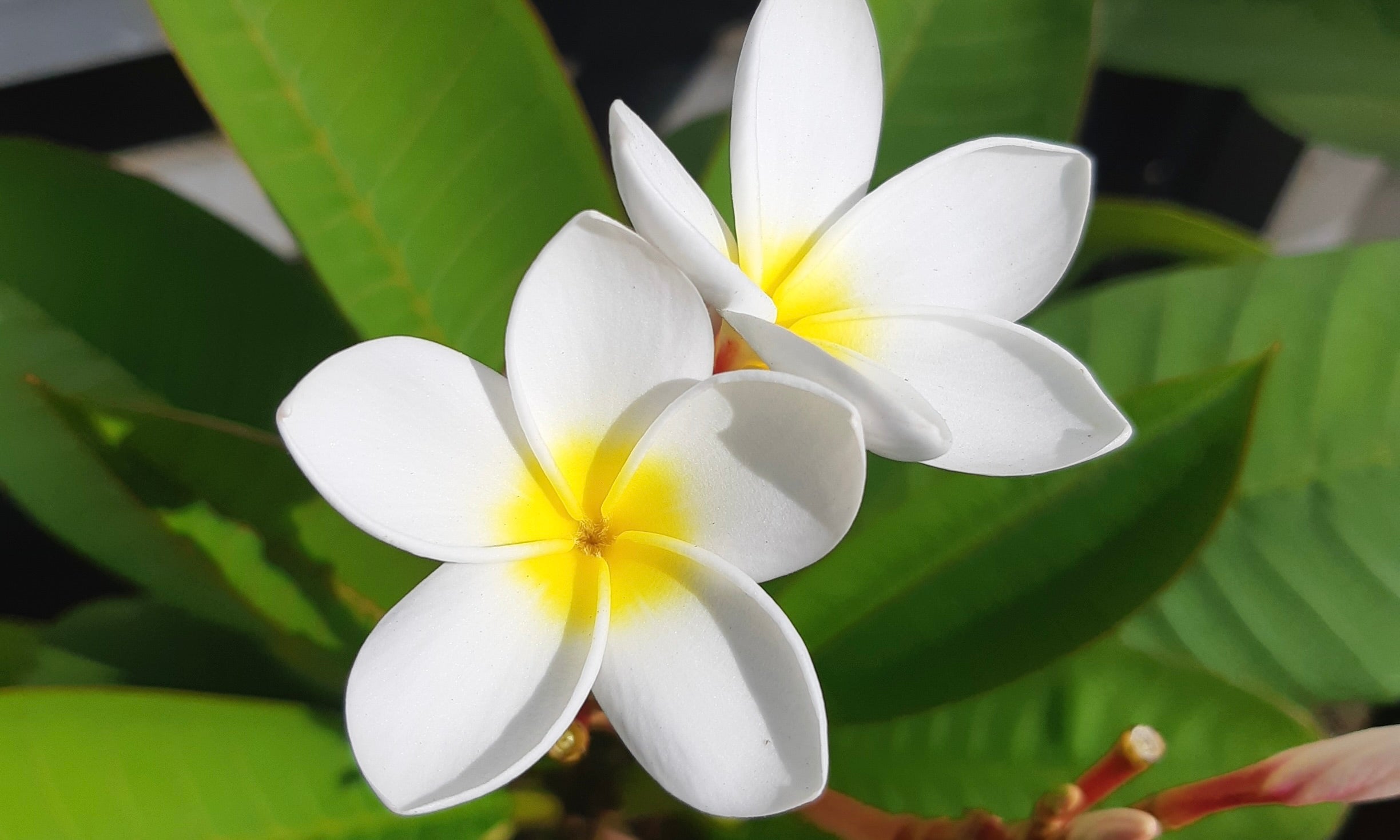 8月の花といえば？8月に咲く花の名前と花言葉一覧