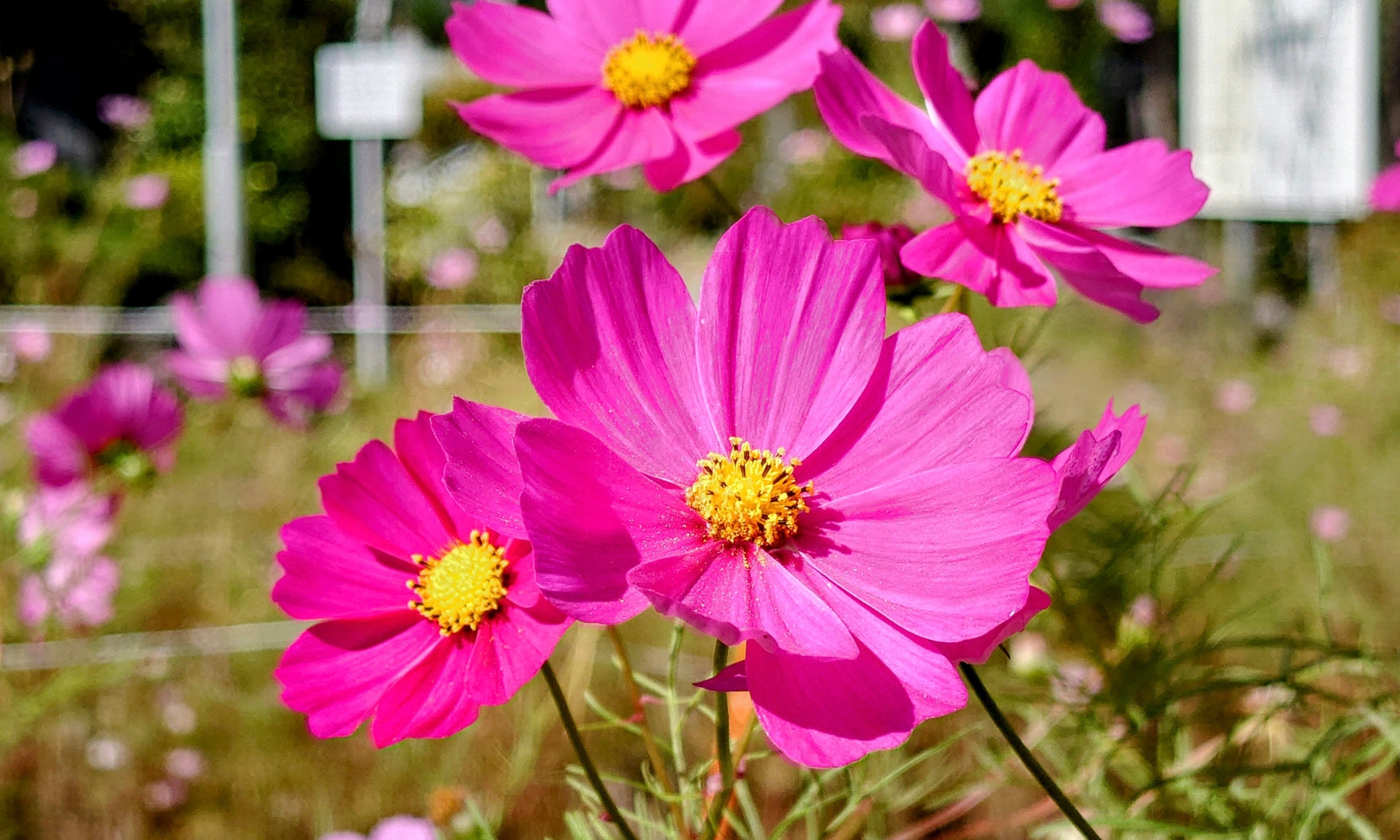 9月の花】草花・花木の名前と花言葉一覧