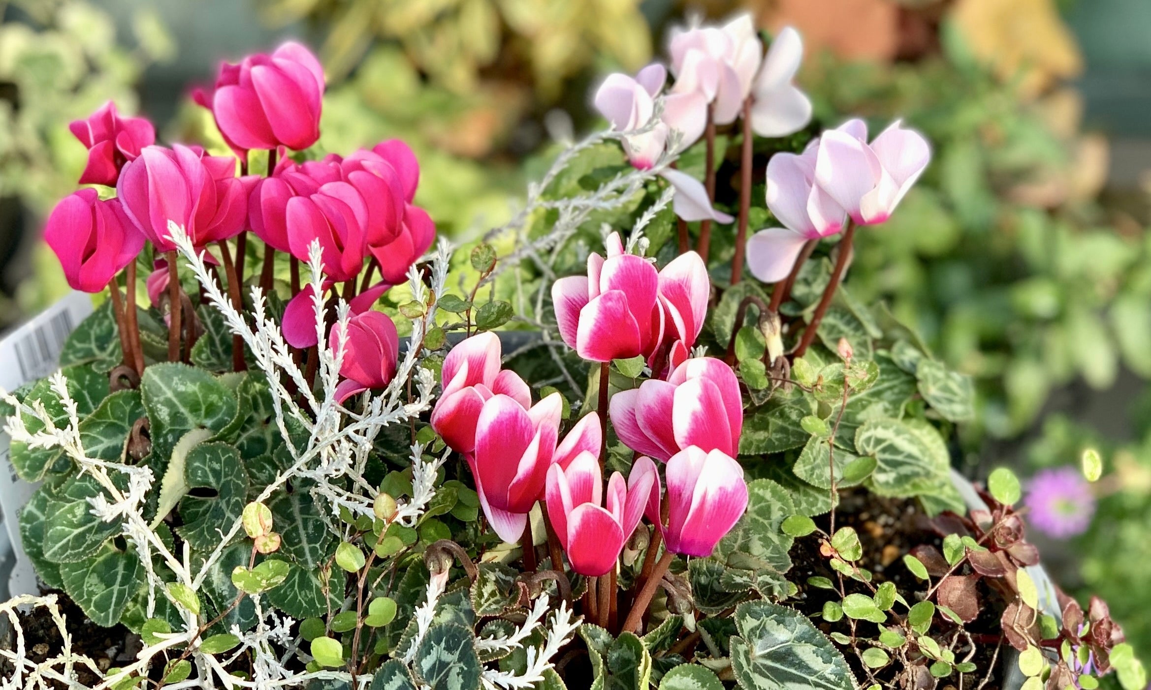 ガーデンシクラメンを寄せ植えで楽しもう｜相性のいい草花や作り方