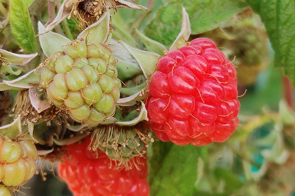 ラズベリー(木苺)の花言葉】怖い意味はある？花の特徴や名前の由来は？