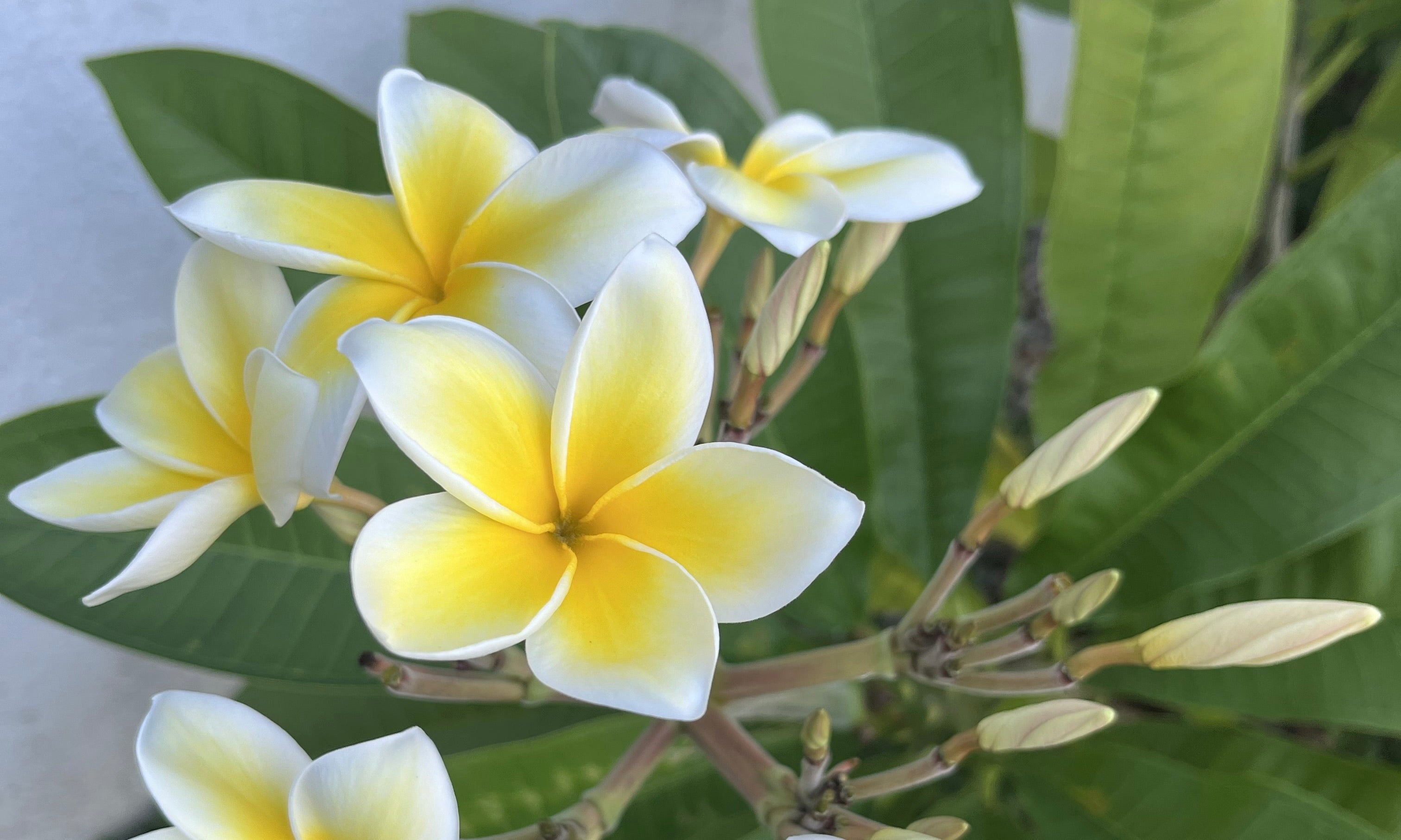 プルメリア 苗木 挿し木 プルメリア苗 鉢植え 鉢 インカゴールド