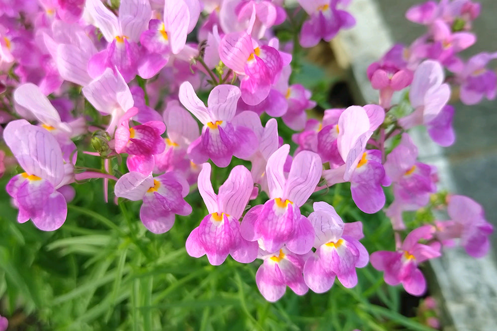 リナリアの花言葉】怖い意味はある？花の色別の花言葉は？