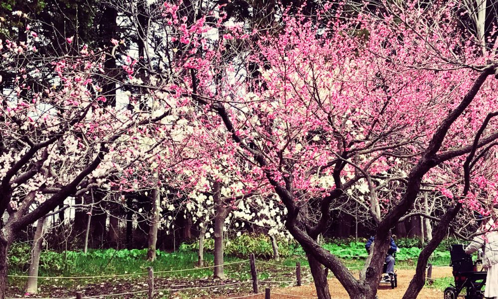 桜の剪定時期は落葉してから！不要枝や太い枝の切り方