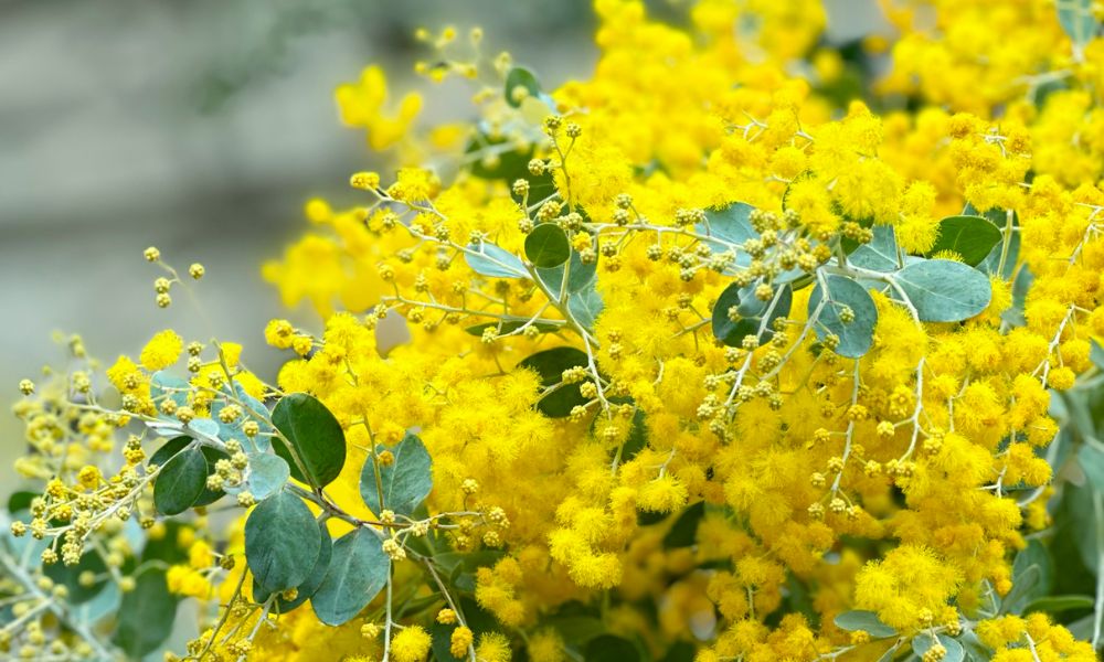 ミモザの花言葉】ミモザの日の歴史と由来は？怖い意味があるって